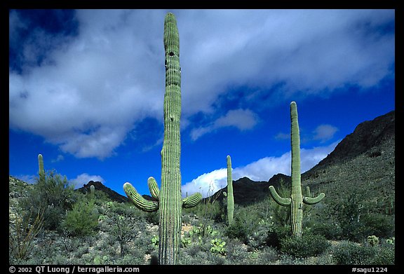 Saguaro cacti forest on hillside, morning, West Unit. Saguaro  National Park