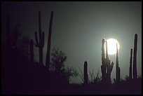 pictures of Saguaro National Park Night