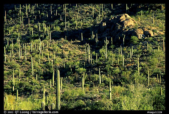 saguaro cacti forest on hillside, West Unit. Saguaro National Park, Arizona, USA.