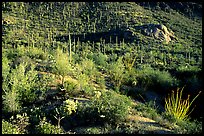Saguaro cacti forest and occatillo on hillside, West Unit. Saguaro National Park, Arizona, USA. (color)