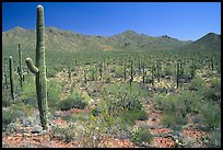 Saguaro cactus and Tucson Mountains. Saguaro National Park, Arizona, USA.