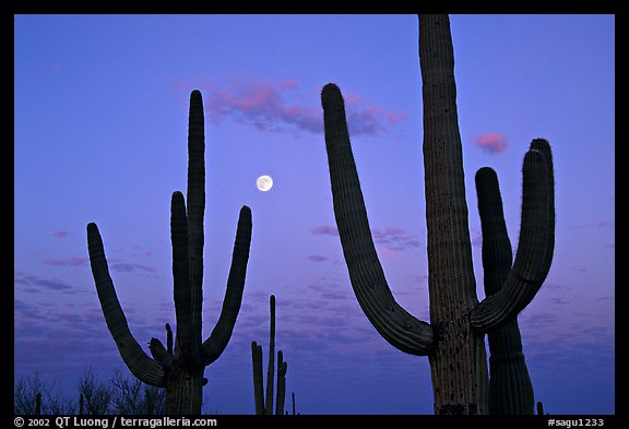 Saguaro cactus and moon at dawn. Saguaro National Park (color)