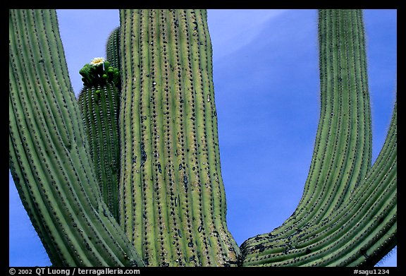 Arms of Saguaro cactus. Saguaro National Park (color)