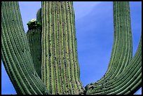 Arms of Saguaro cactus. Saguaro National Park, Arizona, USA.