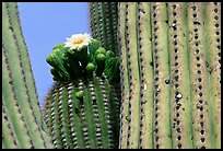 Saguaro cactus with blooms. Saguaro National Park, Arizona, USA.