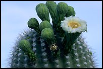 Saguaro flower on top of cactus. Saguaro National Park, Arizona, USA.
