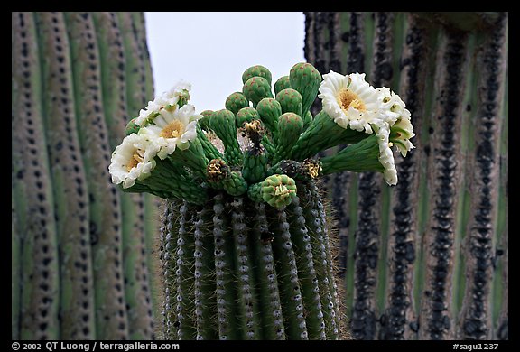 Saguaro cactus blooms. Saguaro National Park (color)