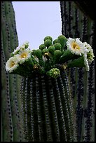 Saguaro cactus flowers and arm. Saguaro National Park, Arizona, USA.