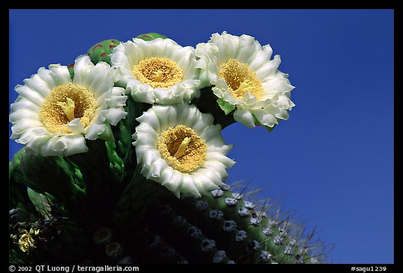 Saguaro cactus blooming. Saguaro National Park, Arizona, USA.