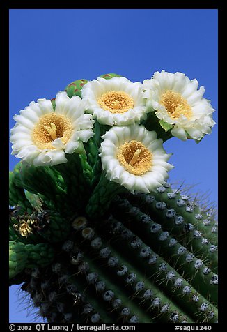 Saguaro cactus flowers against blue sky. Saguaro National Park, Arizona, USA.