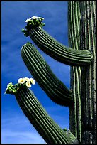 Arms of blooming Saguaro cactus. Saguaro National Park, Arizona, USA.