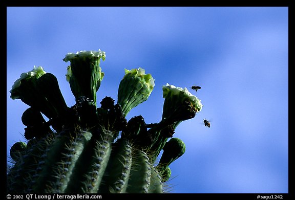 Saguaro cactus flower and bees. Saguaro National Park, Arizona, USA.