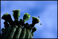 Saguaro cactus flower and bees. Saguaro National Park, Arizona, USA. (color)