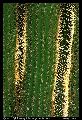 Cactus detail. Saguaro National Park, Arizona, USA.