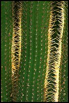 Cactus detail. Saguaro National Park ( color)