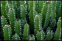 Cactus detail, Arizona Sonora Desert Museum. Tucson, Arizona, USA ( color)