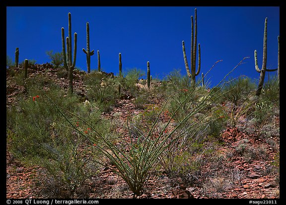 Ocatillo and Saguaro cactus on hillside. Saguaro National Park, Arizona, USA.