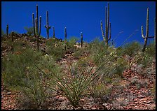 Ocatillo and Saguaro cactus on hillside. Saguaro National Park, Arizona, USA. (color)