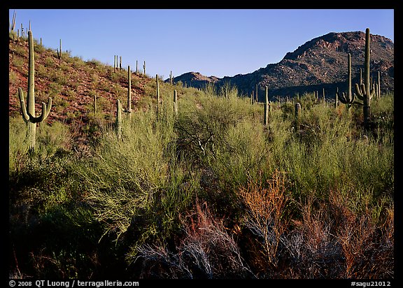 Palo Verde and saguaro cactus on hill. Saguaro National Park (color)