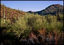Palo Verde and saguaro cactus on hill. Saguaro National Park, Arizona, USA. (color)