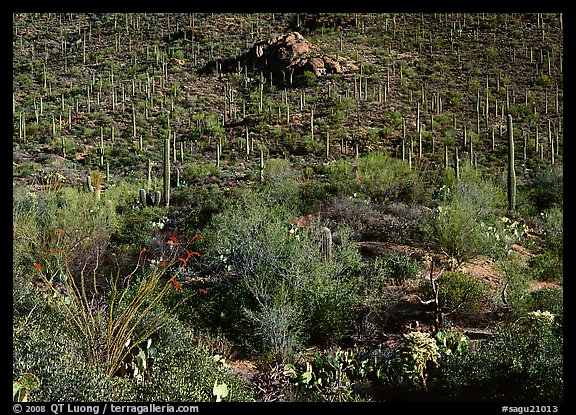 Cactus forest on hillside, Gates pass, morning. Saguaro National Park (color)