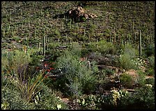 Cactus forest on hillside, Gates pass, morning. Saguaro  National Park ( color)