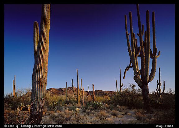 Saguaro cacti (scientific name: Carnegiea gigantea), late afternoon. Saguaro National Park, Arizona, USA.