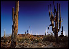 Saguaro cacti (scientific name: Carnegiea gigantea), late afternoon. Saguaro National Park, Arizona, USA.