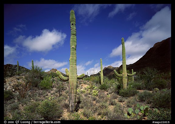 Saguaro cactus forest on hillside, morning, West Unit. Saguaro  National Park (color)
