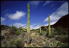 Saguaro cactus forest on hillside, morning, West Unit. Saguaro National Park, Arizona, USA.