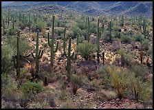 Ocatillo and saguaro cactus in valley. Saguaro  National Park ( color)