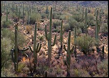 Saguaro cactus, backlit with a rim of light. Saguaro  National Park ( color)