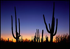 Saguaro cactus silhouettes at sunset. Saguaro  National Park ( color)