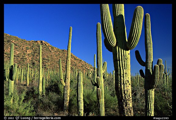 Saguaro cacti forest on hillside, late afternoon, West Unit. Saguaro National Park (color)