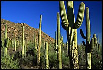 Saguaro cacti forest on hillside, late afternoon, West Unit. Saguaro National Park, Arizona, USA.