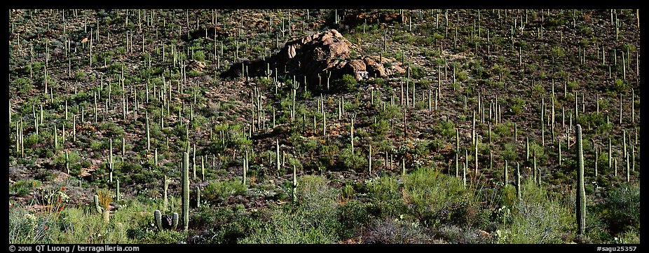 Hillside covered with Saguaro cactus. Saguaro National Park, Arizona, USA.