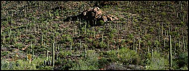 Hillside covered with Saguaro cactus. Saguaro  National Park (Panoramic color)