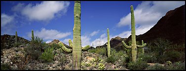 Saguaro cacti in arid landscape. Saguaro  National Park (Panoramic color)