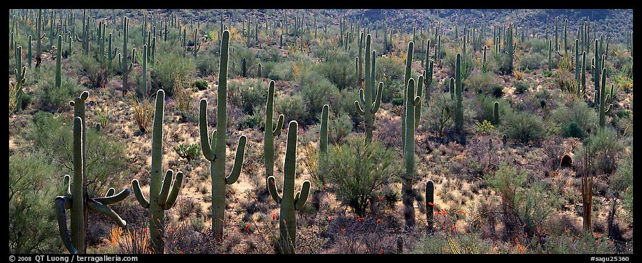 Dense forest of giant saguaro cactus. Saguaro National Park, Arizona, USA.