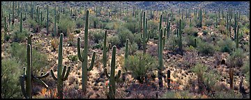 Dense forest of giant saguaro cactus. Saguaro  National Park (Panoramic color)