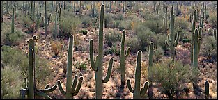 Cactus typical of the Sonoran desert. Saguaro  National Park (Panoramic color)