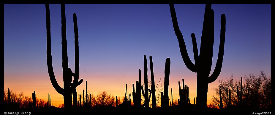 Saguaro cactus silhouettes at sunset. Saguaro  National Park (color)