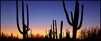Saguaro cactus silhouettes at sunset. Saguaro National Park, Arizona, USA.