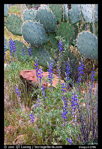 Royal lupine and prickly pear cactus. Saguaro National Park (color)