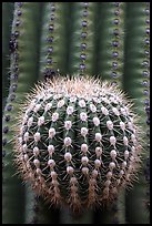 Prickly ball on saguaro cactus, precursor of a new arm. Saguaro National Park ( color)
