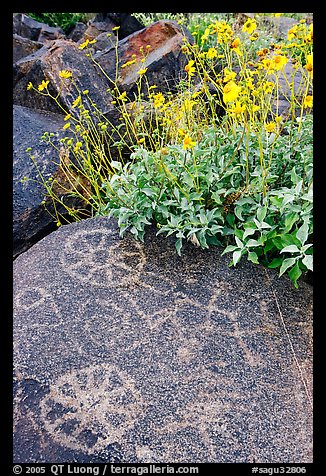 Hohokam petroglyphs and brittlebush on Signal Hill. Saguaro National Park, Arizona, USA.