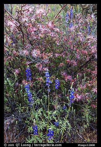 Royal lupine and fairy duster. Saguaro National Park (color)