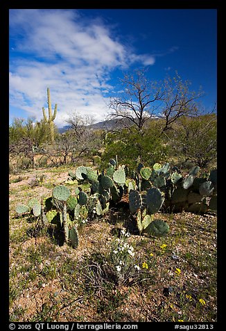 Wildflowers and cactus, Mica View, Rincon Mountain District. Saguaro National Park, Arizona, USA.