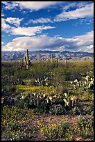 Cactus and carpet of yellow wildflowers, Rincon Mountain District. Saguaro National Park, Arizona, USA. (color)