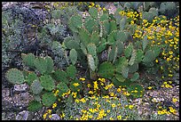 Brittlebush and prickly pear cactus. Saguaro National Park ( color)